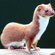 Mr.Weasel