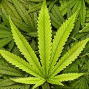 Marijuana™