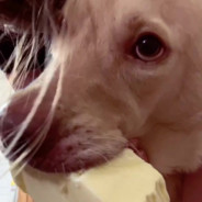 Butter dog