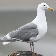 Stephan Seagull