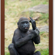 (KAMON KAMON COB CUB )