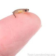 salamandra5566