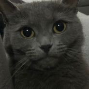 Bxxgie