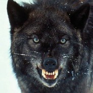 ♛ Lobo ♛