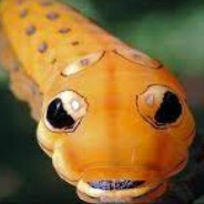 Comandante Oruga