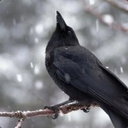Bodark