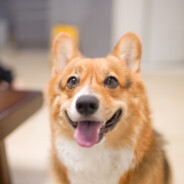 크롱