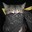 Group Avatar