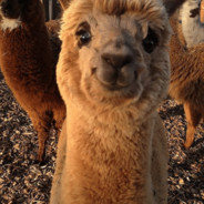 ALPACA VERANIEGA