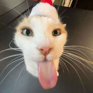 Котик;)