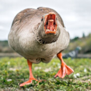SKIBIDI GOOSE