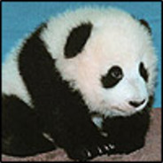 PandasGoneWild