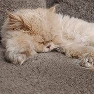 Happy cat