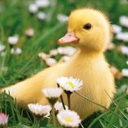 duckyhop