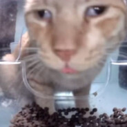 Freakycat