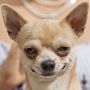 Insidious dog
