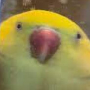 pipopiss