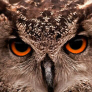 The Owl Trader