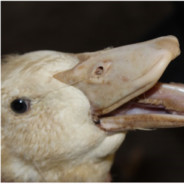 RestartedDuck