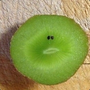kiwi9401