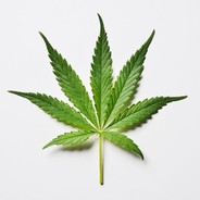 Marijuana
