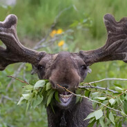 Loose Moose