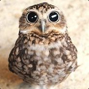 oWL [aNGRY]