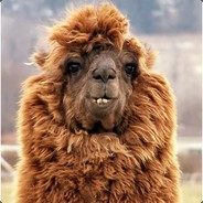 An Alpaca