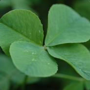 LuckoftheIrish