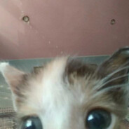 yoppi yoo