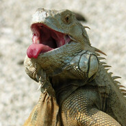 iguana