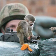 Monkey