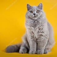 CAT 777