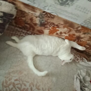 котокбас