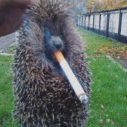 hadgehog