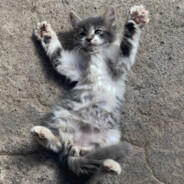 Avatar de Dealessandro