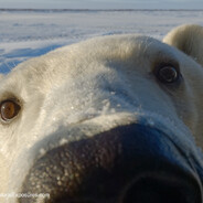 POLAR