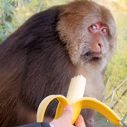 [M.W]Reflexo de Macaco
