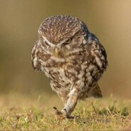 xi_yu_