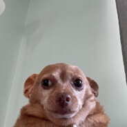 taro