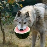 kdogga