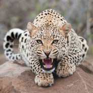 Crankyleopard