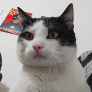 Bob, o Gato
