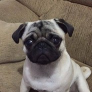 PugNINE