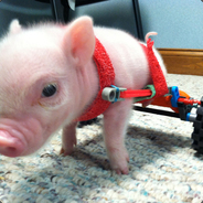 Chris P. Bacon