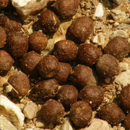 KECIBOKU
