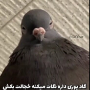 پوفیوز هستم