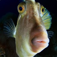 Feed The Fish