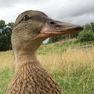 Le Canard