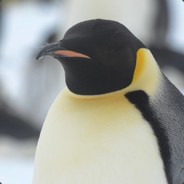 SirPenguinClaw3